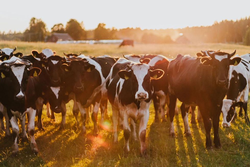 Cattle climate change causes