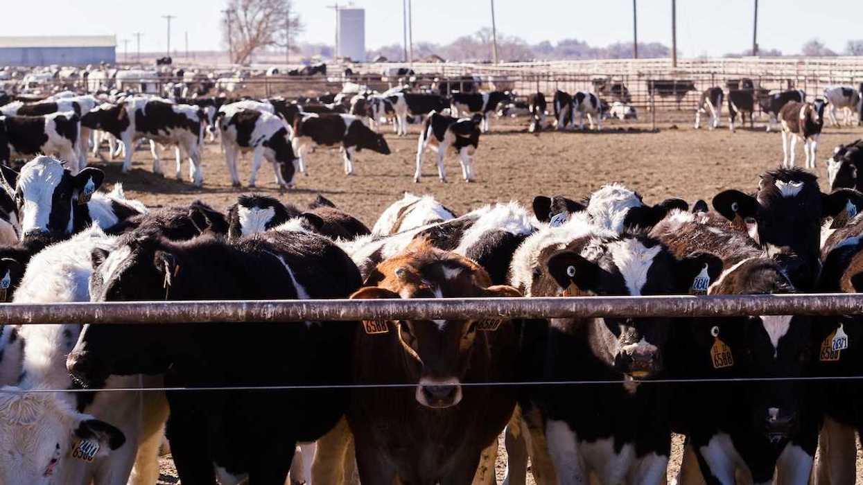 Cattle in an outdoor feedlot