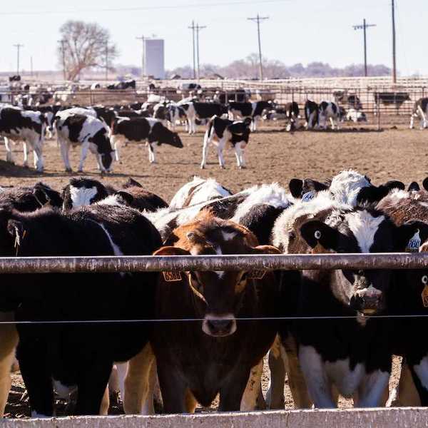 Cattle in an outdoor feedlot