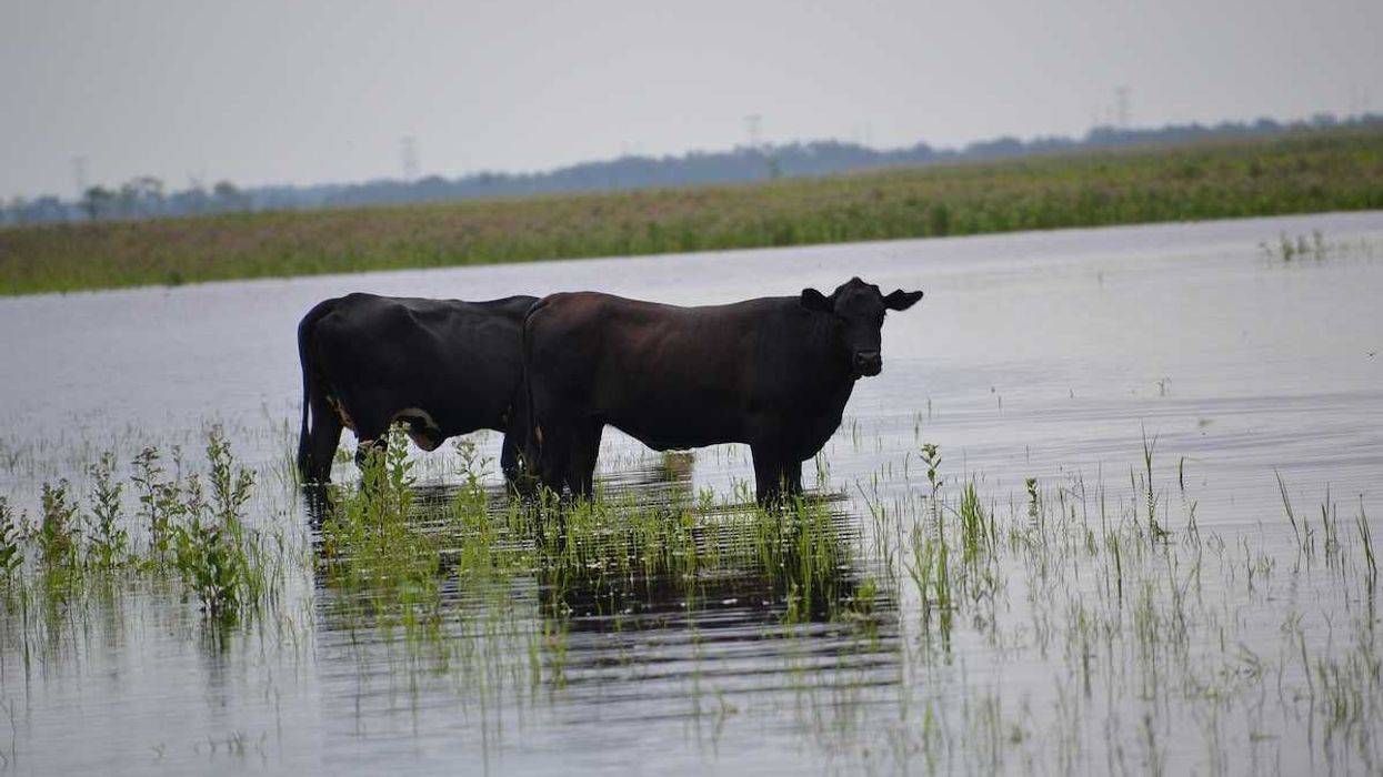 Opinion: Secretive push to build new Florida slaughterhouse…