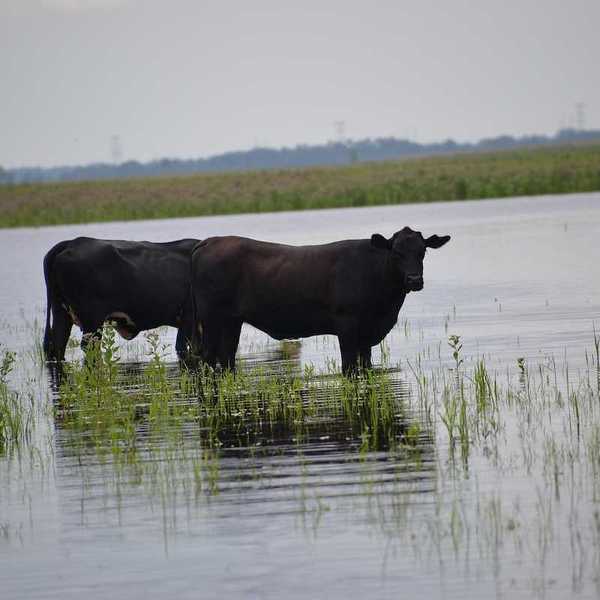 Cattle share the marsh with alligators in Seminole Ranch Wildlife Management Area near Christmas, Florida