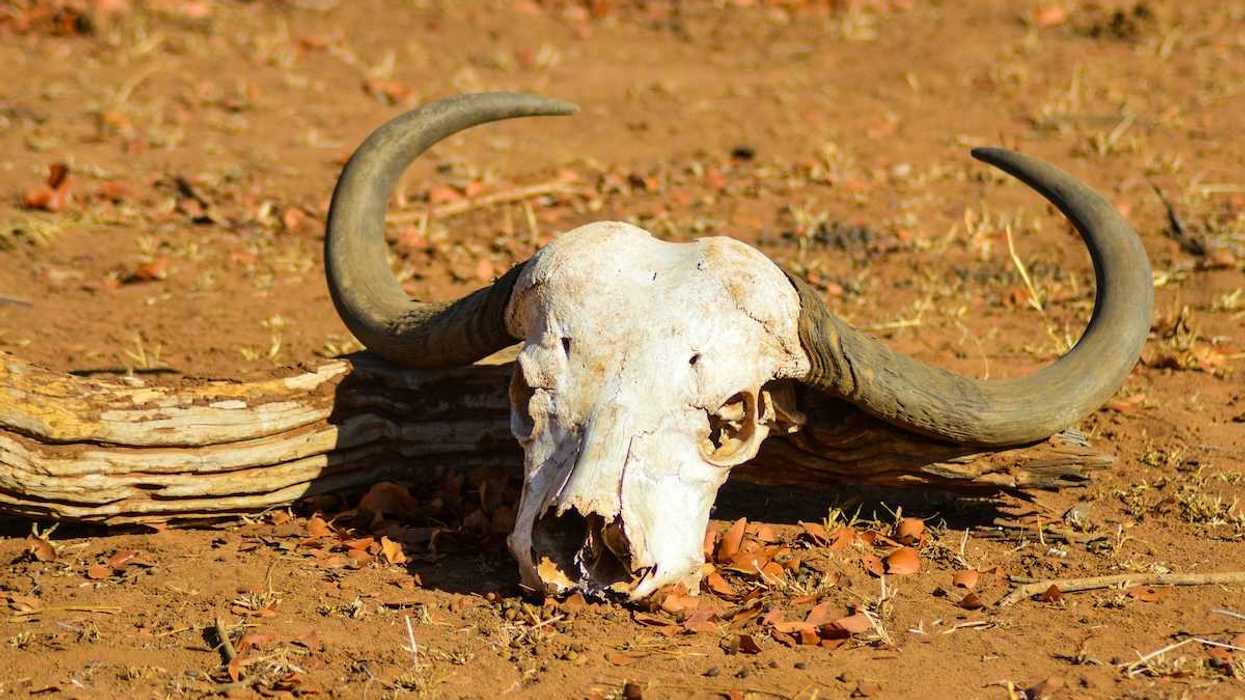 Cattle skull sitting on dry earth indicative of severe drought and livestock death