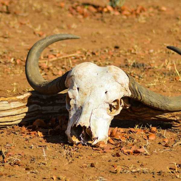 Cattle skull sitting on dry earth indicative of severe drought and livestock death