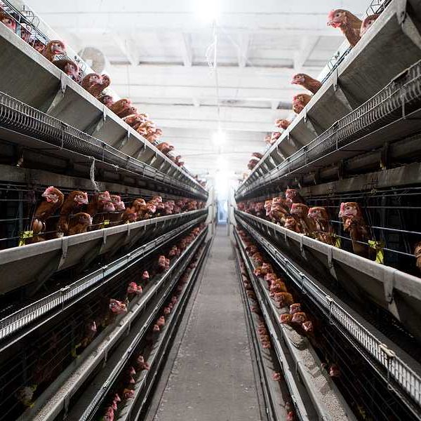 Chickens in a factory farm in rows and rows of cages