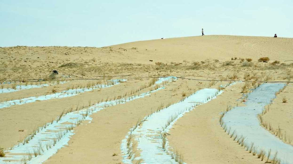 Chinese forest replenishment in progress meant to reverse desertification, China, Gansu, Wuwei.