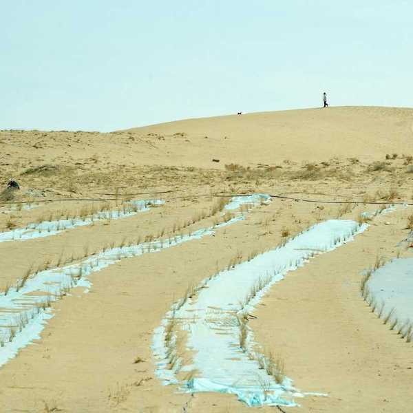 Chinese forest replenishment in progress meant to reverse desertification, China, Gansu, Wuwei.