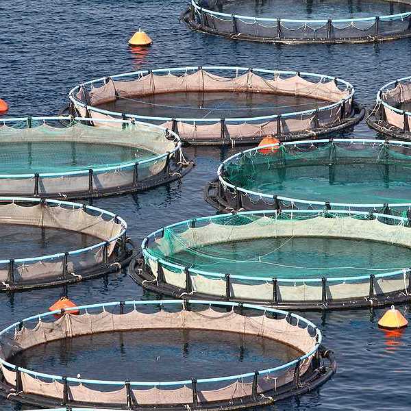 Circular fish holding tanks in the ocean