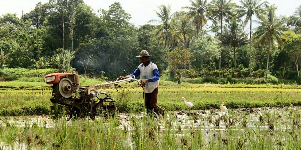 Climate change food insecurity