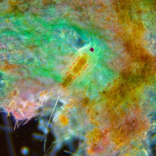 Climate change reshapes ocean plankton