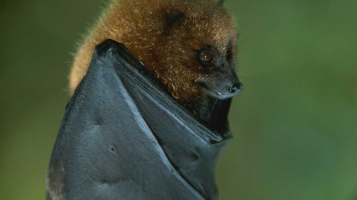 closeup of a bat