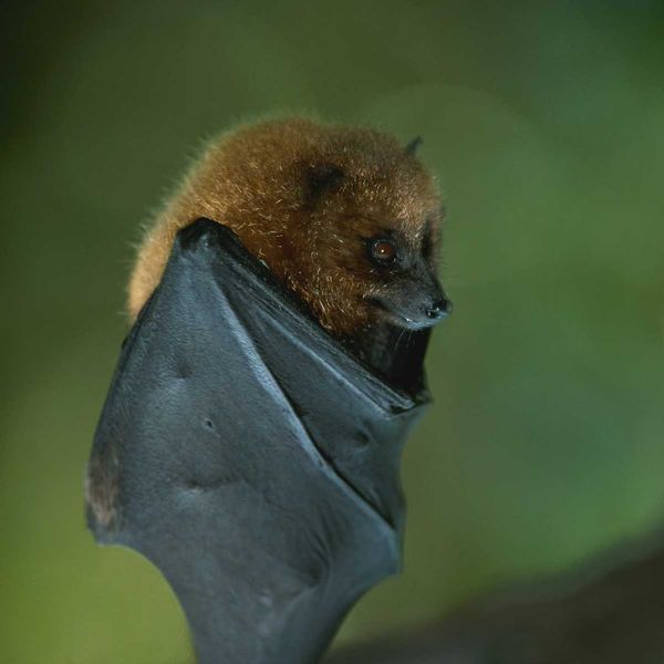 closeup of a bat