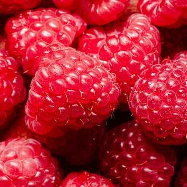 Whistleblower alleges millions of Driscoll’s berries sent to Canada with excess chemical levels