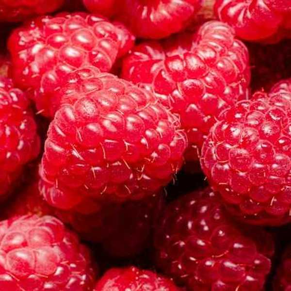Closeup of a bunch of raspberries