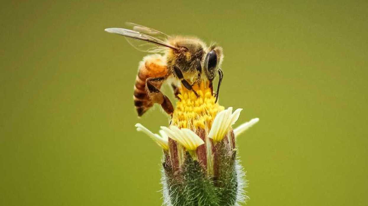 Closeup of a honeybee on a blossom