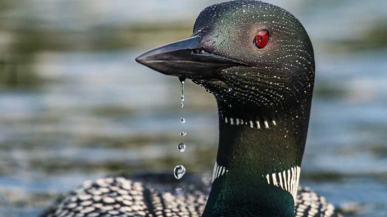 The more researchers look, the more contaminants they find in New Hampshire's loons