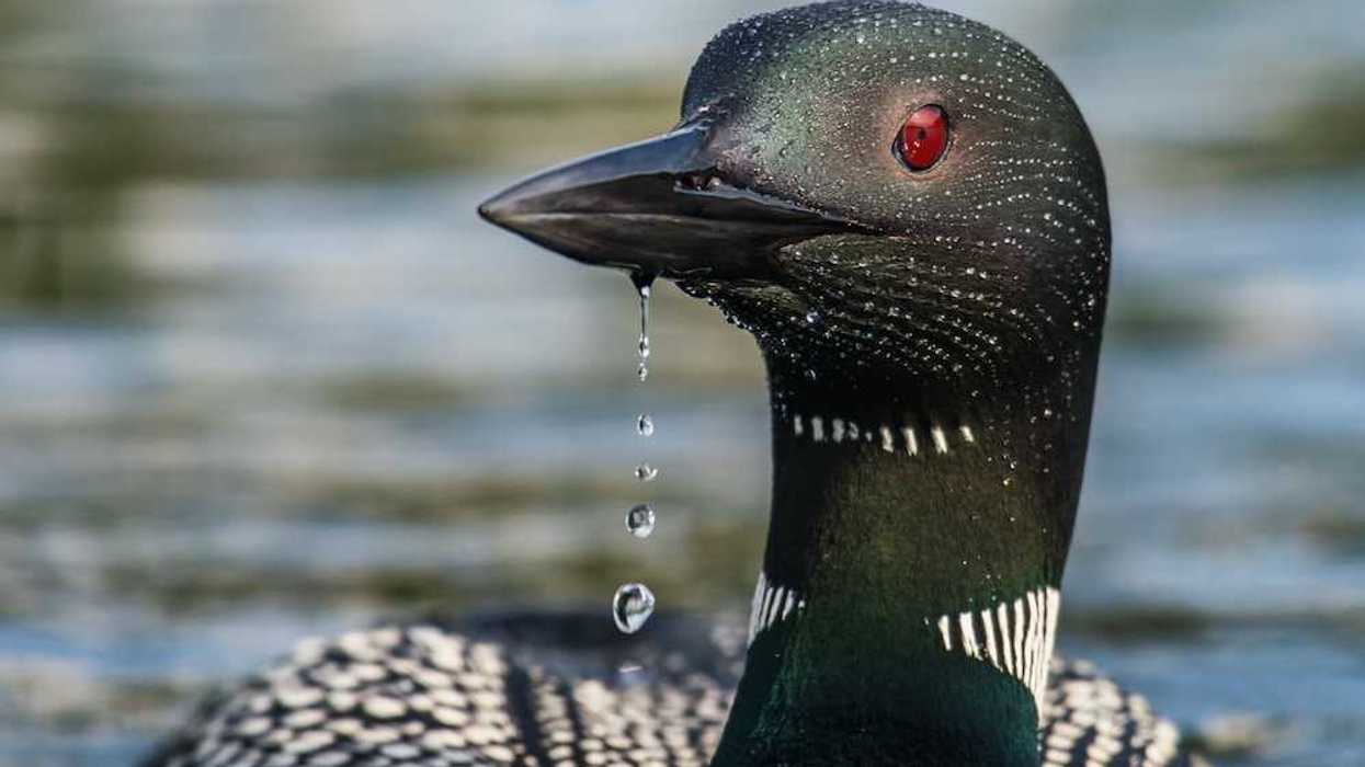 Closeup of common loon in water.