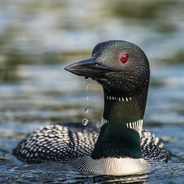 Closeup of common loon in water.