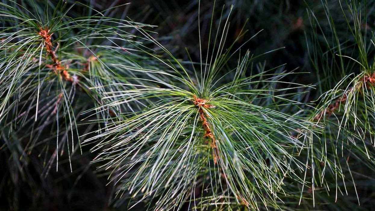 closeup of living white pine needles