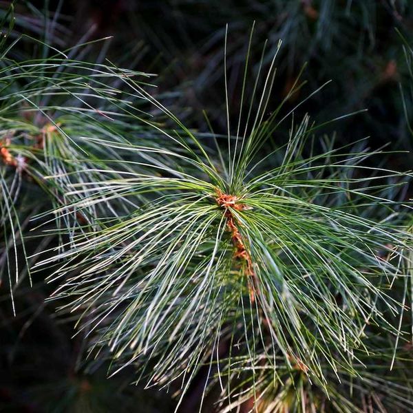 closeup of living white pine needles