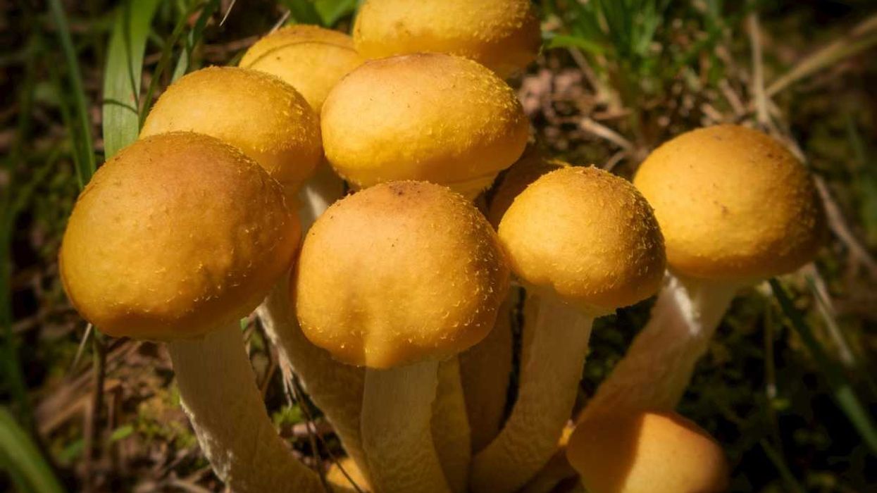 photo of Are mushrooms the future of insulation? image