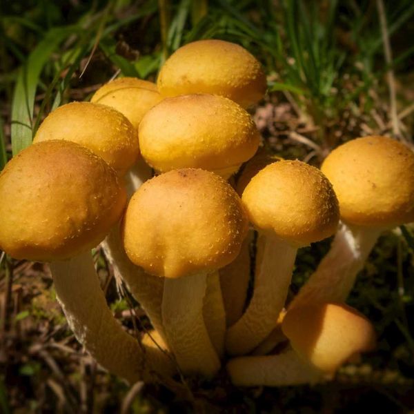 closeup of mushrooms