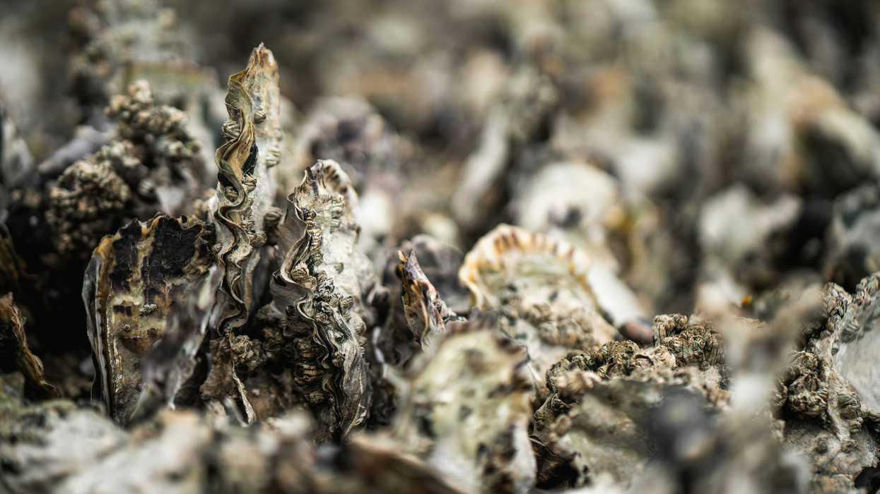 Closeup of oysters in an oyster bed.