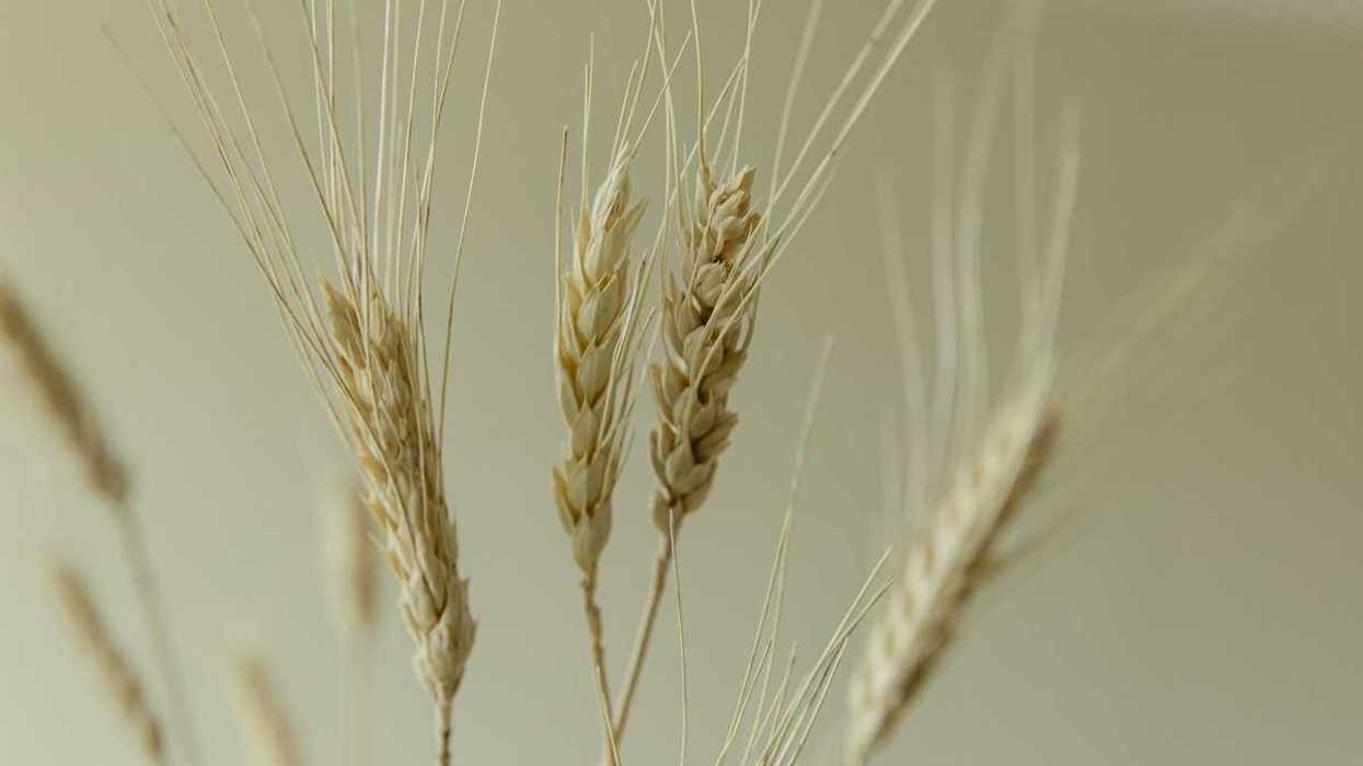 Closeup of wheat stalks