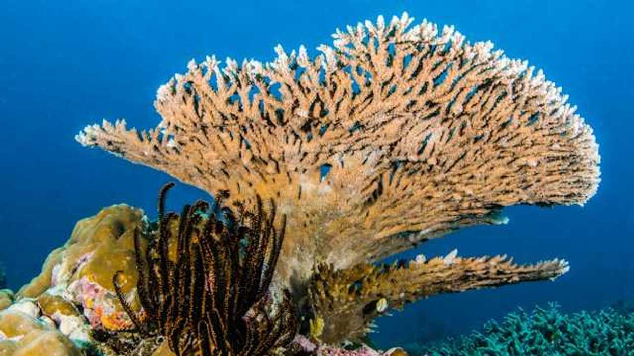 Colorful coral growing in the ocean
