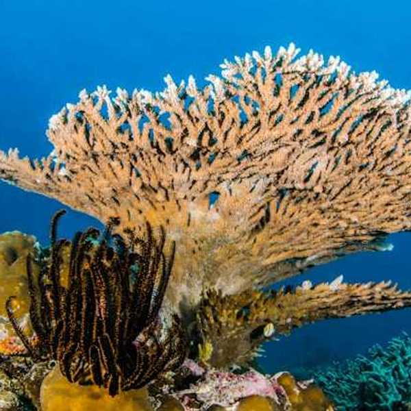 Colorful coral growing in the ocean