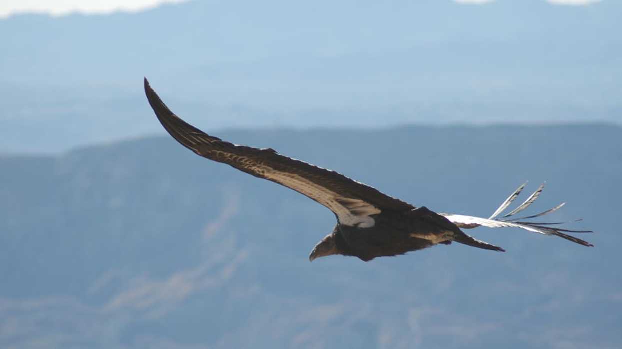 Commentary: Lawmakers want the EPA to ignore impacts of pesticides on endangered species