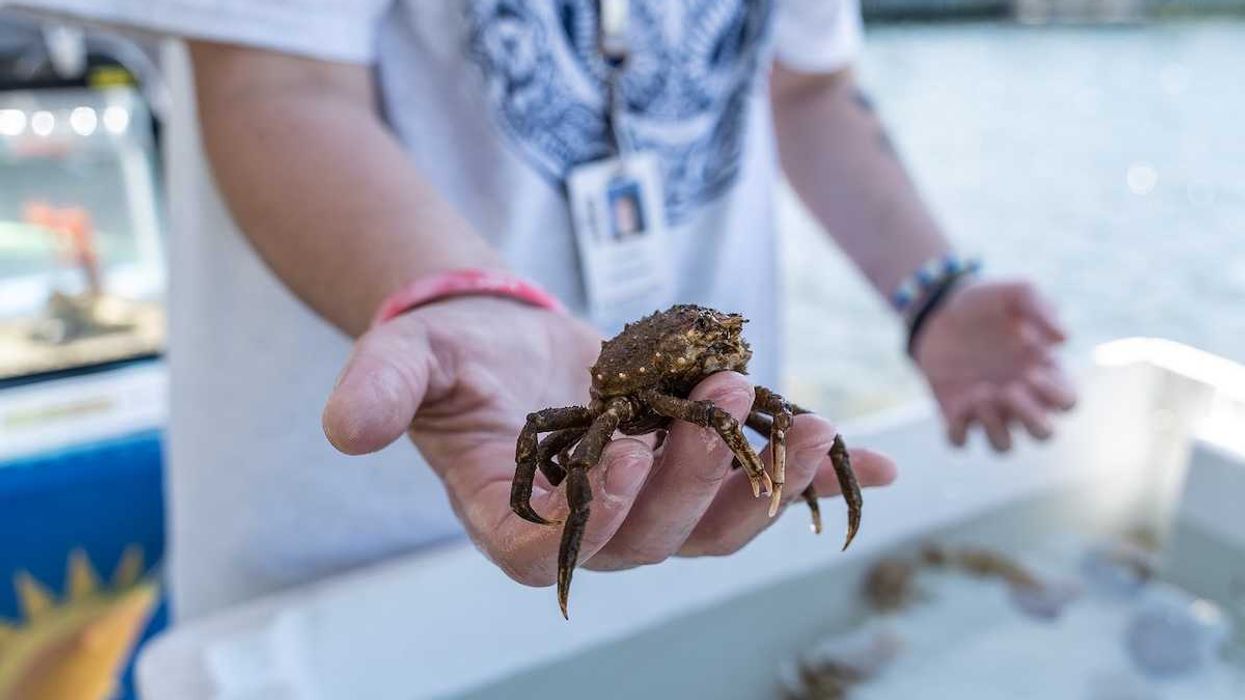 Common Spider Crab (Libinia emarginata) during Woods Hole science lesson.