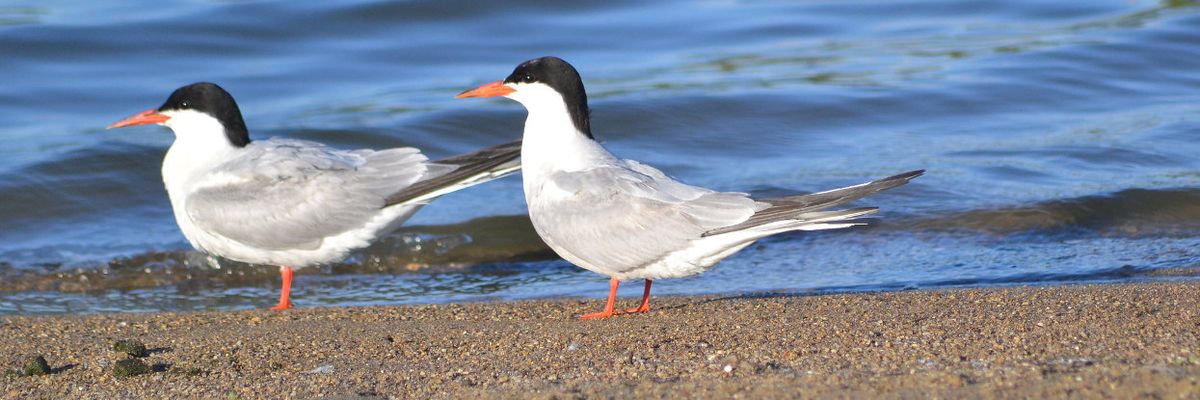 Common terns