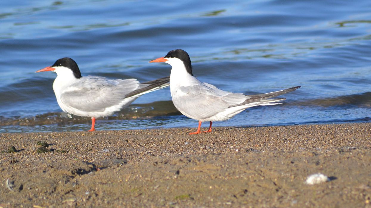 Common terns