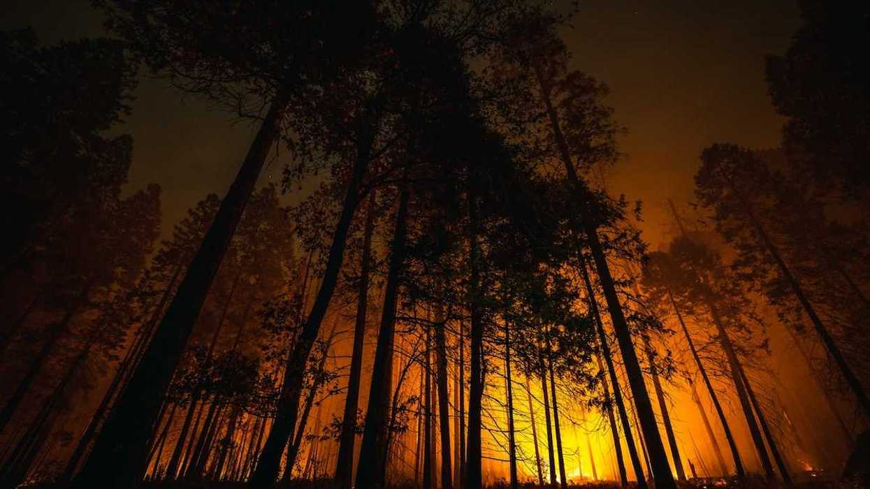 Coniferous forest backlit by advancing wildfire