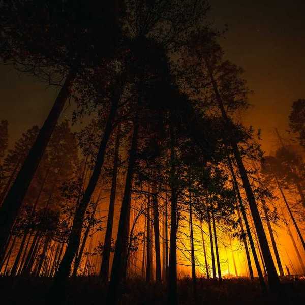 Coniferous forest backlit by advancing wildfire