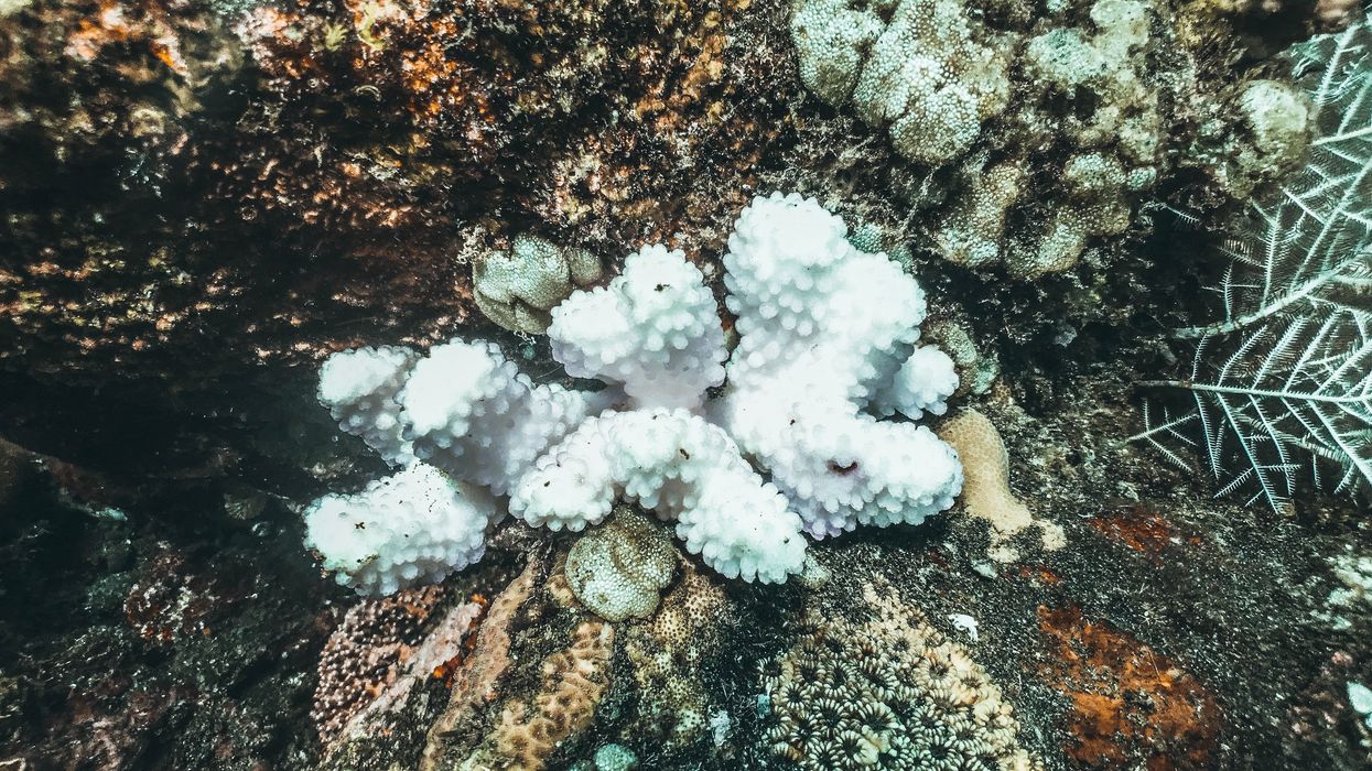 coral bleaching