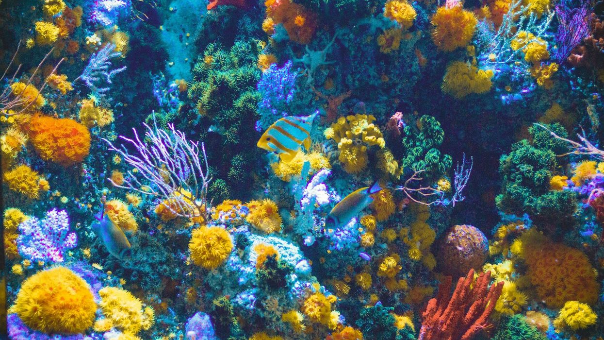 Coral reef and associated marine life