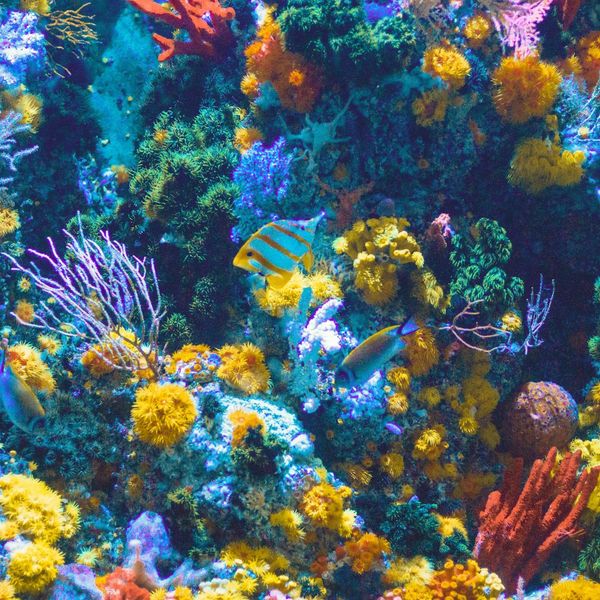 Coral reef and associated marine life