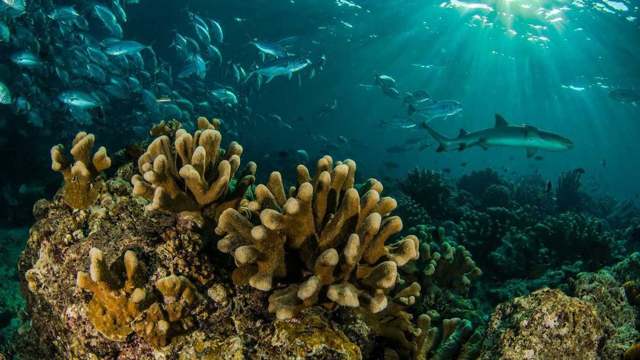 Coral reef in the Sipadamn Islands of Malaysia