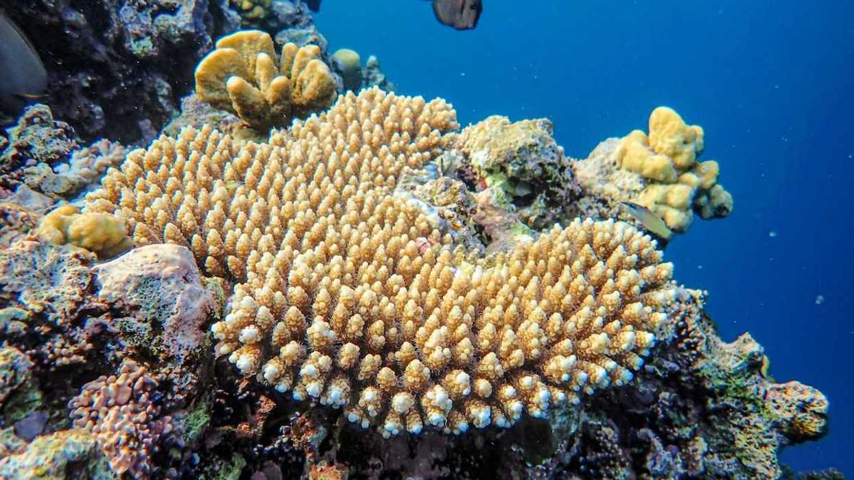 Coral reef including large patch of bleached coral