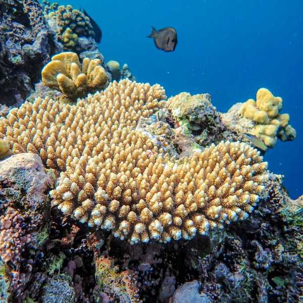 Coral reef including large patch of bleached coral