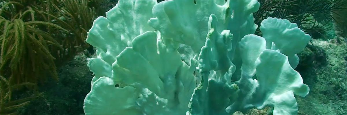 Nutrient runoff starves corals in the Florida Keys