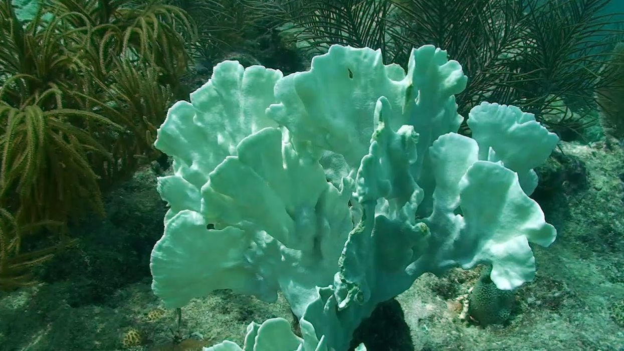 Nutrient runoff starves corals in the Florida Keys