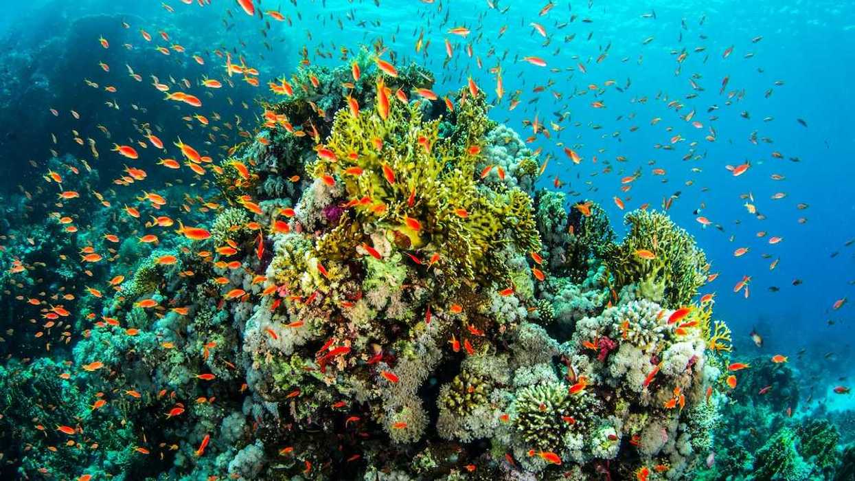 Coral reef with multicolored corals and large school of orange/red fish
