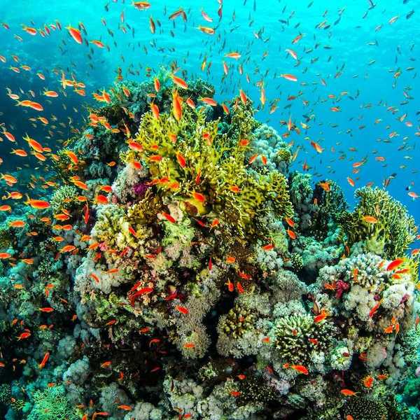 Coral reef with multicolored corals and large school of orange/red fish
