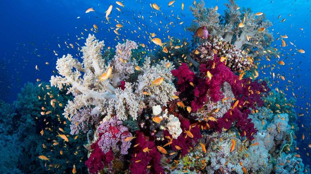 Coral reef with some corals showing evidence of bleaching and surrounded by fish
