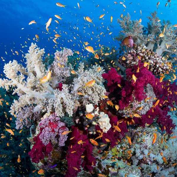 Coral reef with some corals showing evidence of bleaching and surrounded by fish