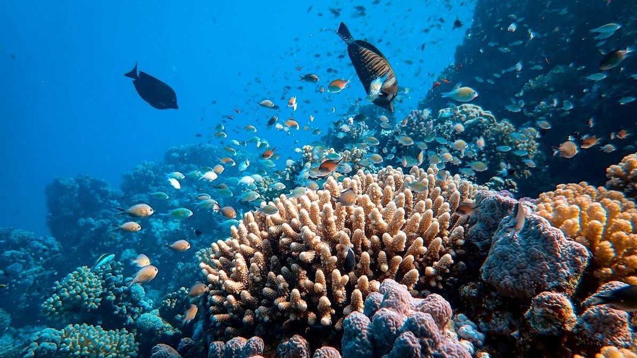 coral reef with tropical fish