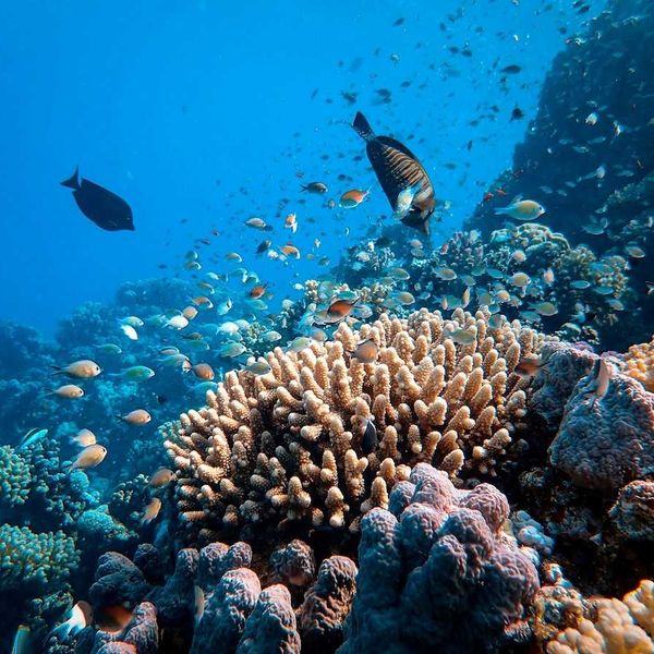 coral reef with tropical fish