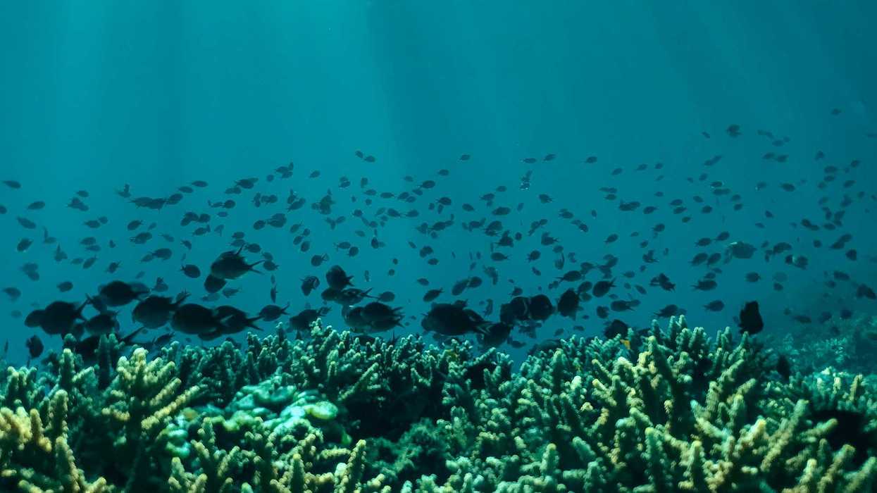 Corals underwater with a school of dark colored fish in background.